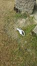 Oeps.........., foto 2250x4000, 2 reacties, 29 stemmen