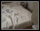 The invisible man!, foto 2852x2204, 3 reacties, 8 stemmen