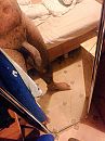 Uit de douche, foto 768x1024, 5 reacties, 9 stemmen