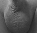Vol en glad!, foto 392x348, 0 reacties, 2 stemmen