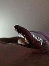 Wat ik nou toch in bed vind..., foto 960x1280, 1 reacties, 6 stemmen