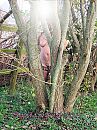 Wat ruist daar in ........., foto 420x560, 2 reacties, 30 stemmen