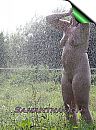 Waterpret, foto 418x560, 1 reacties, 14 stemmen