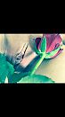 X, foto 750x1334, 55 reacties, 175 stemmen