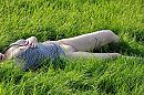 ..., foto 4000x2656, 13 reacties, 68 stemmen