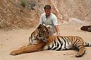 age of the tiger, foto 640x427, 2 reacties, 2 stemmen