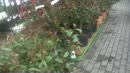 blote tieten in tuincentrum, film 00:00:00, 3 reacties, 37 stemmen