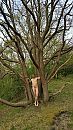 boompje knuffelen, foto 1837x3266, 0 reacties, 1 stemmen