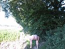 eventjes bukken, foto 4000x3000, 1 reacties, 5 stemmen