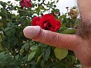 flower power, foto 1559x1169, 2 reacties, 11 stemmen