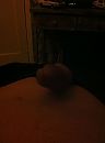 ik, foto 1936x2592, 0 reacties, 0 stemmen