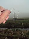 mistig pissen 3, foto 1944x2592, 2 reacties, 7 stemmen