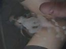 oud zaad, foto 1600x1200, 2 reacties, 1 stemmen