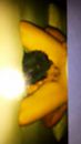 oud, foto 2250x4000, 1 reacties, 8 stemmen