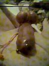 paarse ballen, foto 480x640, 1 reacties, 4 stemmen
