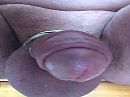 2 ringen, foto 800x600, 1 reacties, 7 stemmen