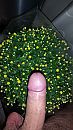 Bloemetjes, foto 1836x3264, 0 reacties, 3 stemmen