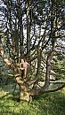 Bomen, foto 1000x1778, 2 reacties, 2 stemmen