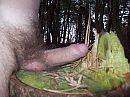 Bos, foto 3056x2292, 24 reacties, 63 stemmen