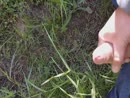Geil spuiten in de natuur, film 00:00:00, 18 reacties, 55 stemmen