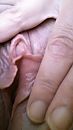 Glad poesje, foto 899x1599, 8 reacties, 33 stemmen