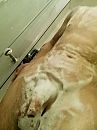 Goed wassen en weer glad maken, foto 540x720, 1 reacties, 3 stemmen