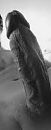 Groot en dik, foto 110x280, 4 reacties, 6 stemmen