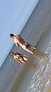 Heerlijk dagje strand, foto 750x1334, 3 reacties, 29 stemmen