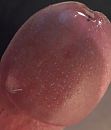 Kusje??, foto 359x418, 3 reacties, 5 stemmen