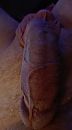 Lekkere lat ..., foto 2246x4000, 0 reacties, 2 stemmen