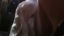 Mijn harde pik, film 00:00:30, 2 reacties, 10 stemmen