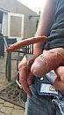 Of je worst lust..., foto 450x800, 1 reacties, 3 stemmen