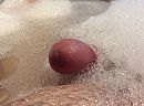 Penis-scoop, foto 2592x1936, 1 reacties, 11 stemmen