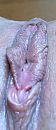 Tja ..... Vond t gewoon, foto 1070x2451, 9 reacties, 49 stemmen