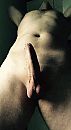 Welke v of stel..., foto 532x960, 1 reacties, 5 stemmen