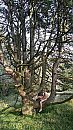 Zomer.....natuur....., foto 1717x3052, 2 reacties, 4 stemmen