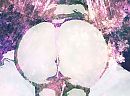 art, foto 1600x1188, 9 reacties, 42 stemmen