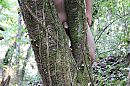 boswandeling, foto 4000x2666, 6 reacties, 19 stemmen