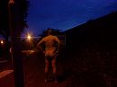 buieten, foto 2048x1536, 1 reacties, 3 stemmen