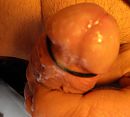 cum closer 4, foto 1038x942, 0 reacties, 1 stemmen
