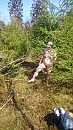 lekker loslopend wild, foto 2160x3840, 9 reacties, 43 stemmen