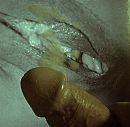 op verzoek van Spannendlekker, foto 1216x1196, 0 reacties, 1 stemmen