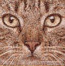 poes, foto 1595x1600, 3 reacties, 6 stemmen