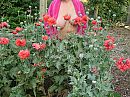 tussen de papavers, foto 2048x1536, 1 reacties, 22 stemmen