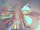 wasknijpers, foto 640x480, 0 reacties, 1 stemmen