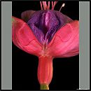 Als elke vrouw een bloem zou., foto 915x915, 3 reacties, 9 stemmen