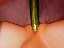 A long cumcumber in My Ass, foto 2792x2101, 3 reacties, 6 stemmen