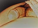 Close-up., foto 2048x1536, 0 reacties, 0 stemmen