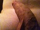 Dikke dick, foto 640x480, 0 reacties, 0 stemmen