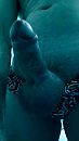 Een blauwtje ........, foto 1872x3328, 0 reacties, 2 stemmen